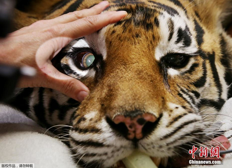 "斗雞眼"孟加拉虎在澳大利亞接受眼科手術