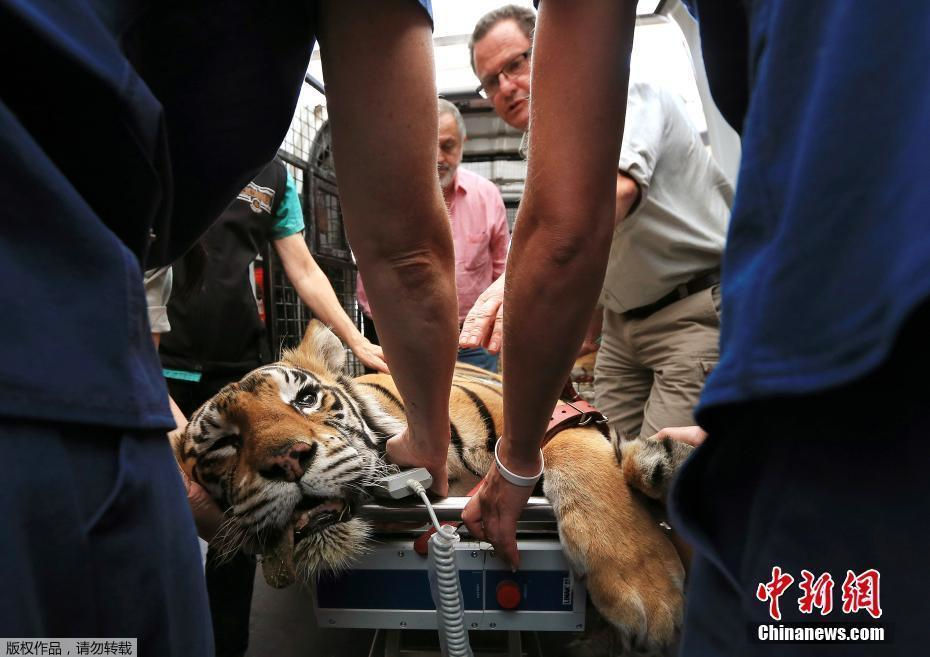 "斗雞眼"孟加拉虎在澳大利亞接受眼科手術